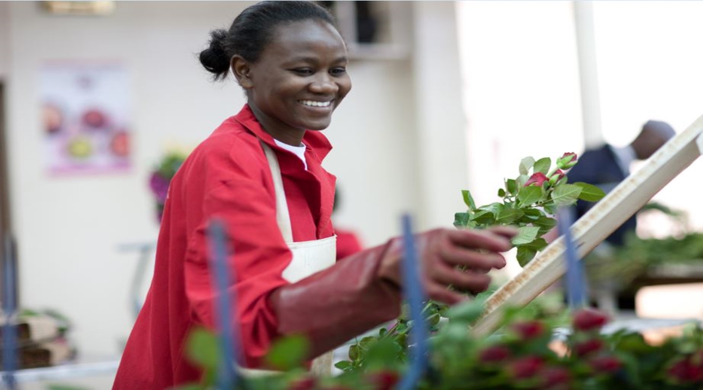 sian high quality red roses