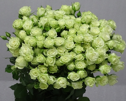 GREEN GLOW,Spray Rose