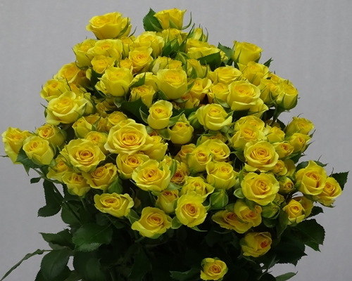 YELLOW BABE,Spray Rose