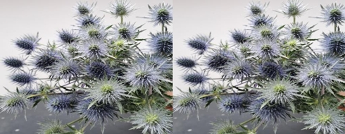 ERYNGIUM