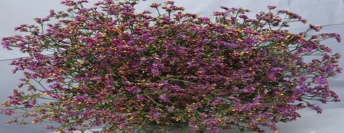 LIMONIUM_CHINA RED