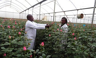 green house ready roses inpection