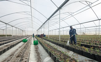 Watering the young roses in the green house